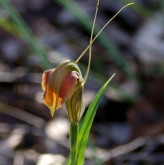 Pterostylis grandiflora (Cobra Greenhood) at Bodalla, NSW - 8 Sep 2019 by Teresa