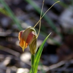 Pterostylis grandiflora (Cobra Greenhood) at Bodalla, NSW - 7 Sep 2019 by Teresa