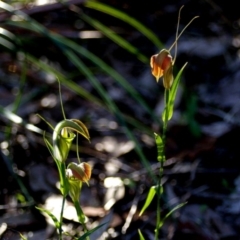 Pterostylis grandiflora at Bodalla, NSW - suppressed