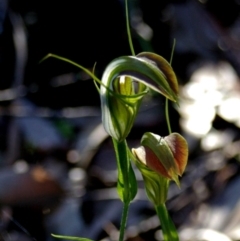 Pterostylis grandiflora at Bodalla, NSW - suppressed