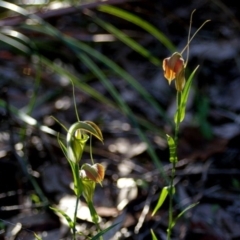 Pterostylis grandiflora at Bodalla, NSW - suppressed