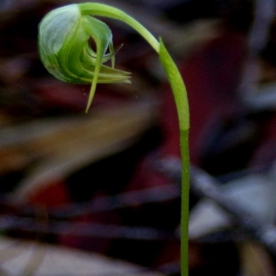 Pterostylis nutans (Nodding Greenhood) at Bodalla, NSW - 8 Sep 2019 by Teresa