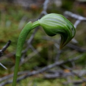 Pterostylis nutans at Bodalla, NSW - suppressed