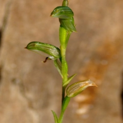 Pterostylis tunstallii (Granite Greenhood) at Bodalla, NSW - 8 Sep 2019 by Teresa