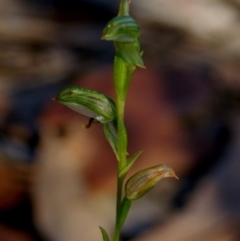 Pterostylis tunstallii at Bodalla, NSW - 8 Sep 2019