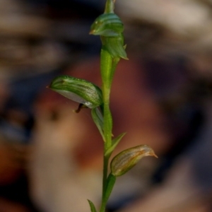 Pterostylis tunstallii at Bodalla, NSW - 8 Sep 2019