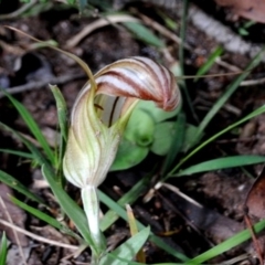 Pterostylis truncata (Brittle Greenhood) at Bodalla State Forest - 7 Sep 2019 by Teresa
