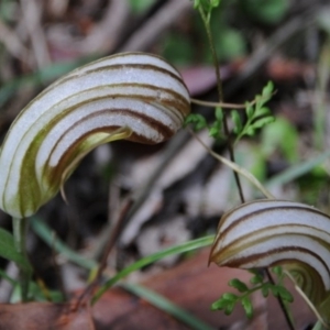 Diplodium truncatum at Bodalla, NSW - suppressed