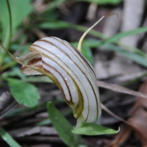 Diplodium truncatum at Bodalla, NSW - suppressed