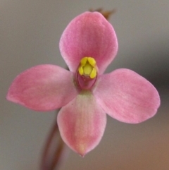 Thelymitra carnea (Tiny Sun Orchid) at Bodalla State Forest - 7 Sep 2019 by Teresa