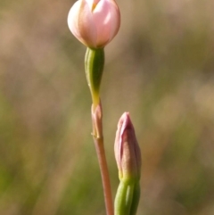 Thelymitra carnea at Bodalla, NSW - 8 Sep 2019