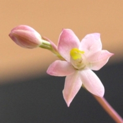 Thelymitra carnea at Bodalla, NSW - suppressed