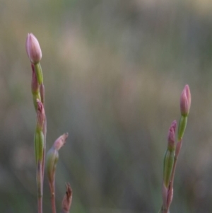 Thelymitra carnea at Bodalla, NSW - suppressed