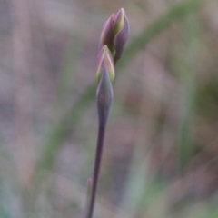 Thelymitra carnea at Bodalla, NSW - suppressed