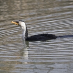 Microcarbo melanoleucos (Little Pied Cormorant) at Giralang, ACT - 14 Jun 2019 by AlisonMilton