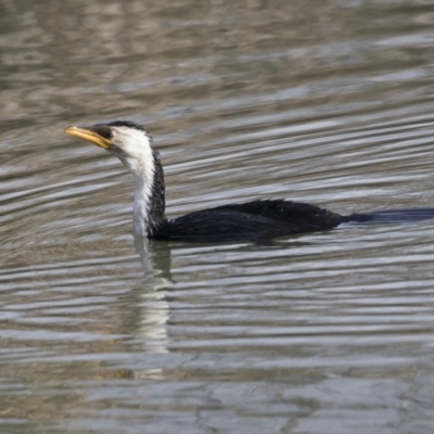 Microcarbo melanoleucos (Little Pied Cormorant) at Giralang Wetlands - 14 Jun 2019 by AlisonMilton