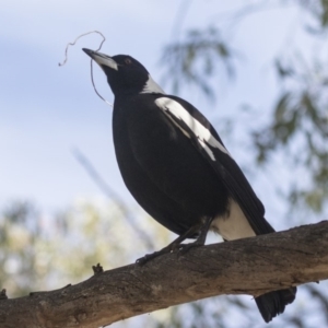 Gymnorhina tibicen at Higgins, ACT - 18 Jun 2019