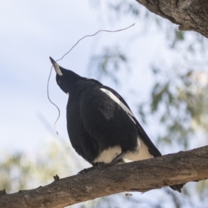 Gymnorhina tibicen at Higgins, ACT - 18 Jun 2019