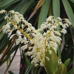 Dendrobium speciosum (Rock Lily) at Bodalla, NSW - 20 Sep 2012 by Teresa