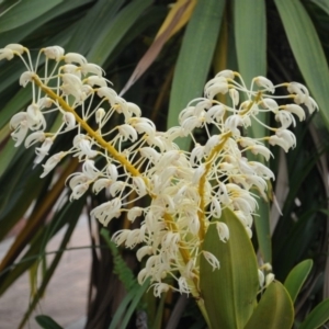 Dendrobium speciosum at Bodalla, NSW - 20 Sep 2012