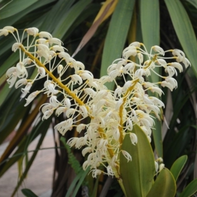 Dendrobium speciosum (Rock Lily) at Bodalla State Forest - 20 Sep 2012 by Teresa