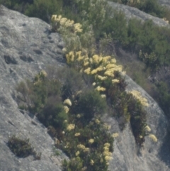 Dendrobium speciosum at Bodalla, NSW - suppressed