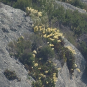 Thelychiton speciosa at Bodalla, NSW - 20 Sep 2012