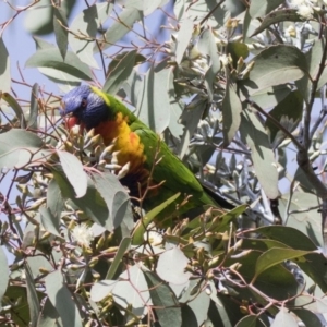 Trichoglossus moluccanus at Higgins, ACT - 18 Jun 2019