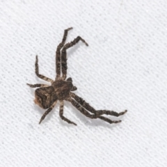 Stephanopis sp. (genus) (Knobbly crab spider) at Higgins, ACT - 18 Jun 2019 by AlisonMilton