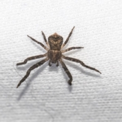 Stephanopis sp. (genus) at Higgins, ACT - 18 Jun 2019 04:10 PM