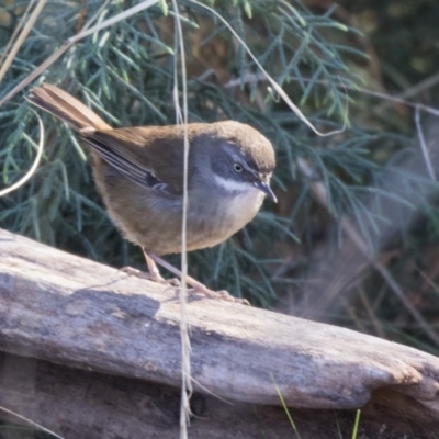 Sericornis frontalis (White-browed Scrubwren) at Yarralumla, ACT - 19 Jun 2019 by AlisonMilton