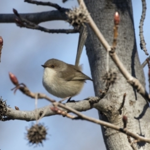 Malurus cyaneus at Yarralumla, ACT - 19 Jun 2019