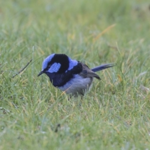 Malurus cyaneus at Yarralumla, ACT - 19 Jun 2019