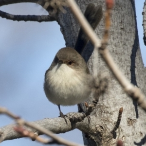 Malurus cyaneus at Yarralumla, ACT - 19 Jun 2019