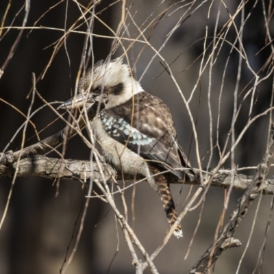 Dacelo novaeguineae (Laughing Kookaburra) at Lake Burley Griffin West - 19 Jun 2019 by Alison Milton