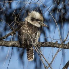 Dacelo novaeguineae at Yarralumla, ACT - 19 Jun 2019