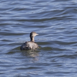 Poliocephalus poliocephalus at Yarralumla, ACT - 19 Jun 2019 01:04 PM