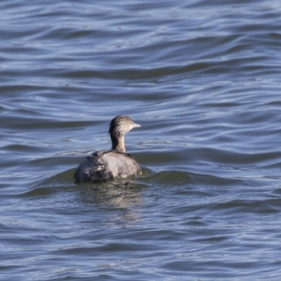 Poliocephalus poliocephalus (Hoary-headed Grebe) at Lake Burley Griffin West - 19 Jun 2019 by Alison Milton