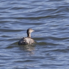 Poliocephalus poliocephalus (Hoary-headed Grebe) at Lake Burley Griffin West - 19 Jun 2019 by Alison Milton