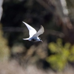 Chlidonias hybrida (Whiskered Tern) at Jerrabomberra Wetlands - 8 Sep 2019 by RodDeb