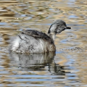 Poliocephalus poliocephalus at Fyshwick, ACT - 8 Sep 2019 01:50 PM