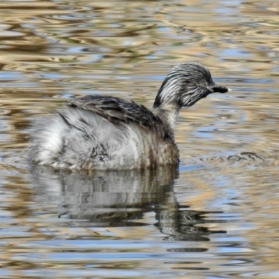 Poliocephalus poliocephalus (Hoary-headed Grebe) at Jerrabomberra Wetlands - 8 Sep 2019 by RodDeb