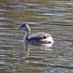 Poliocephalus poliocephalus at Fyshwick, ACT - 8 Sep 2019 01:50 PM