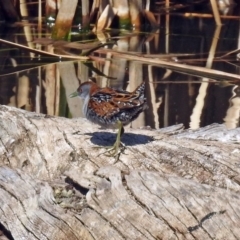 Zapornia pusilla (Baillon's Crake) at Jerrabomberra Wetlands - 8 Sep 2019 by RodDeb