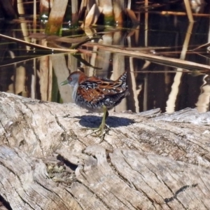 Zapornia pusilla at Fyshwick, ACT - 8 Sep 2019