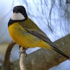 Pachycephala pectoralis (Golden Whistler) at Fyshwick, ACT - 8 Sep 2019 by RodDeb