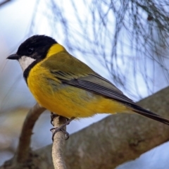 Pachycephala pectoralis at Fyshwick, ACT - 8 Sep 2019