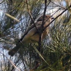 Pachycephala pectoralis at Fyshwick, ACT - 8 Sep 2019