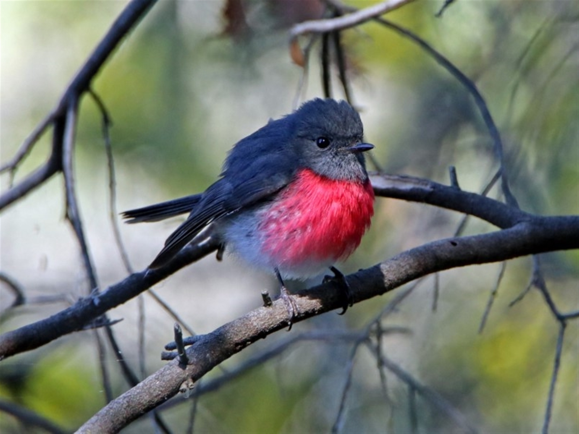 Petroica rosea at Fyshwick, ACT Canberra Nature Map
