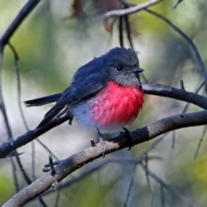 Petroica rosea at Fyshwick, ACT - 8 Sep 2019